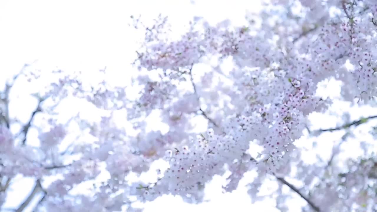 水原乃亜 欲しがり。 サンプル画像 13