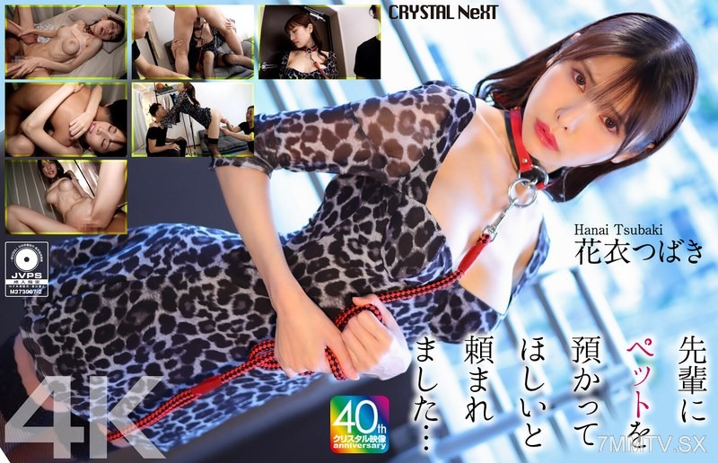 [モザイク破壊]CRNX-254 【4K】先輩にペットを預かってほしいと頼まれました… 花衣つばき